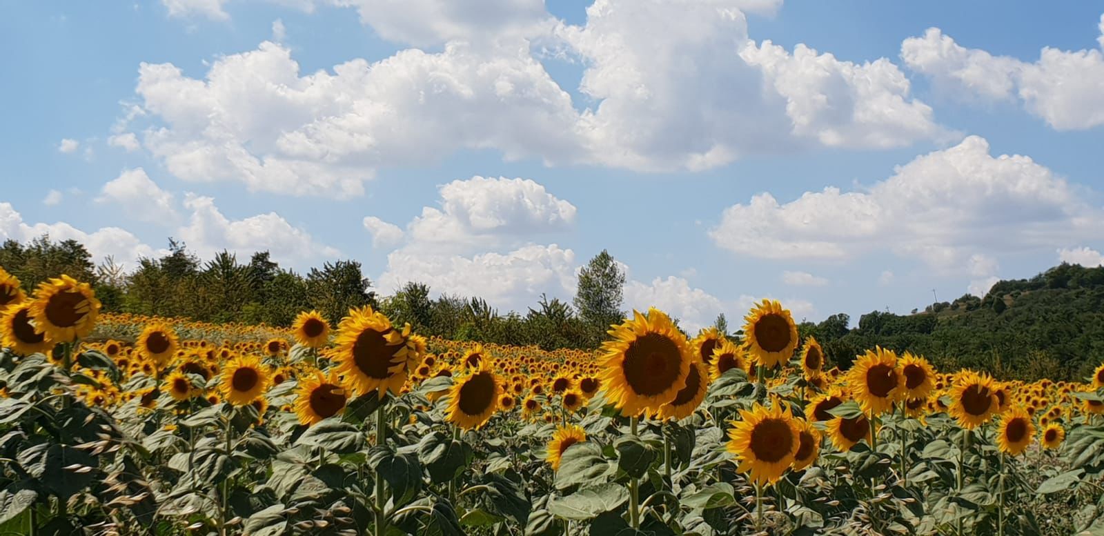 Il Canneto
